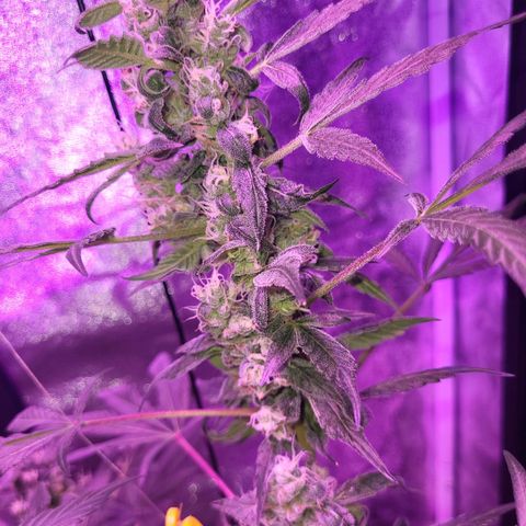 Chocolope  growlog timeline photo