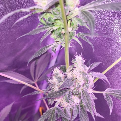 Chocolope  growlog timeline photo