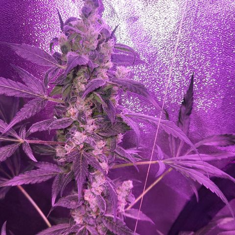 Chocolope  growlog timeline photo