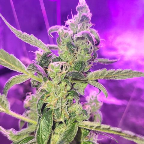 Chocolope  growlog timeline photo