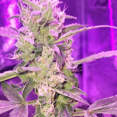 Chocolope  growlog timeline photo