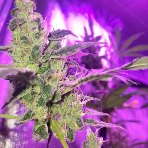 Chocolope  growlog timeline photo