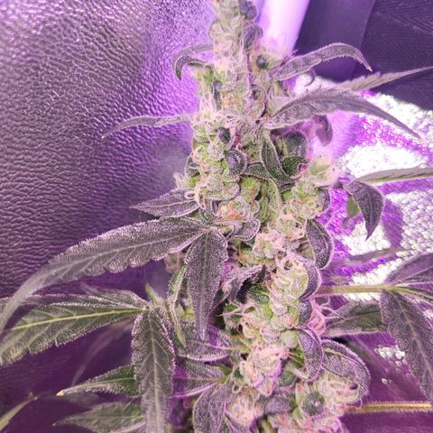 Chocolope  growlog timeline photo