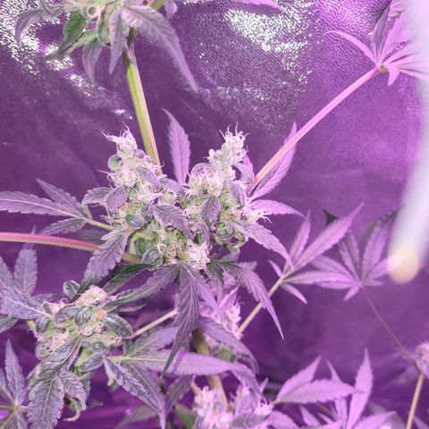 Chocolope  growlog timeline photo