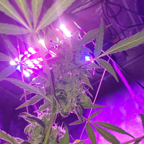 Chocolope  growlog timeline photo