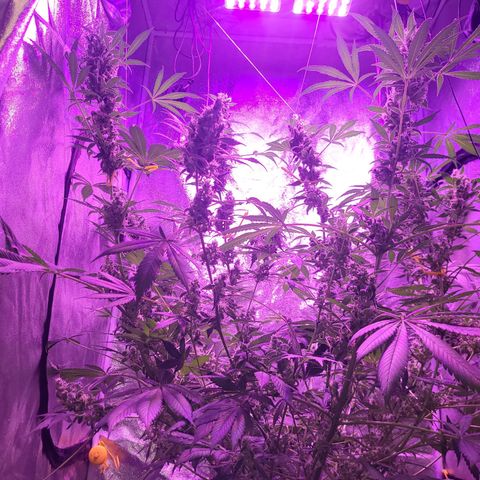 Chocolope  growlog timeline photo