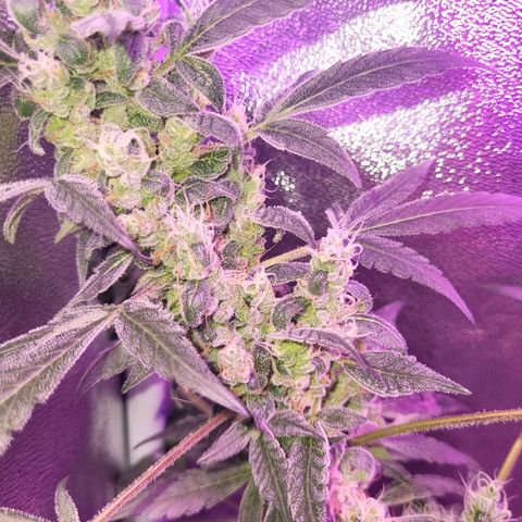 Chocolope  growlog timeline photo