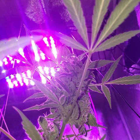 Chocolope  growlog timeline photo