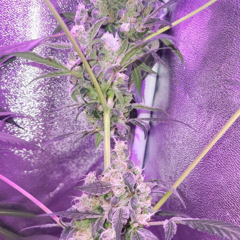 Chocolope  growlog timeline photo