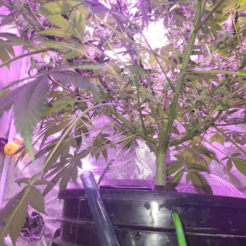 Chocolope  growlog timeline photo
