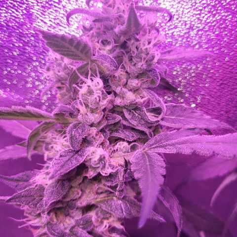 Chocolope  growlog timeline photo