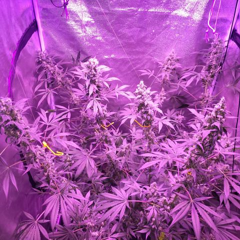 Chocolope  growlog timeline photo