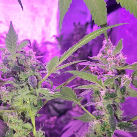 Chocolope  growlog timeline photo