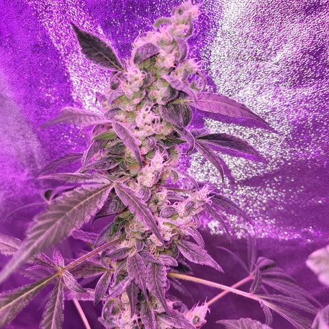 Chocolope  growlog timeline photo