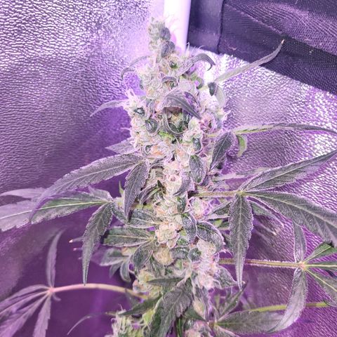 Chocolope  growlog timeline photo
