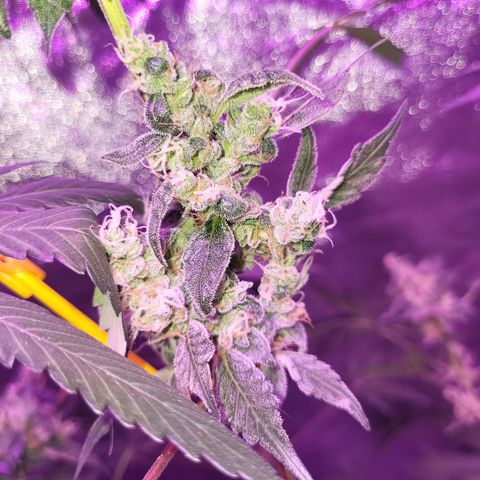Chocolope  growlog timeline photo
