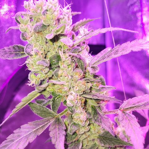 Chocolope  growlog timeline photo