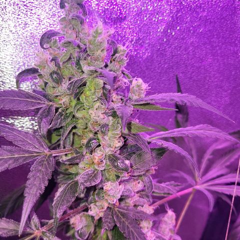 Chocolope  growlog timeline photo