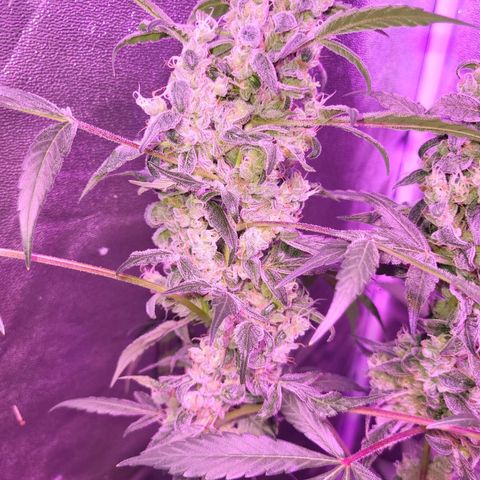 Chocolope  growlog timeline photo