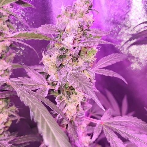 Chocolope  growlog timeline photo