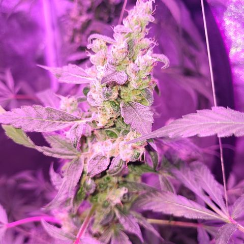 Chocolope  growlog timeline photo