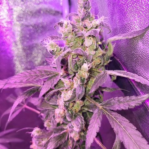 Chocolope  growlog timeline photo
