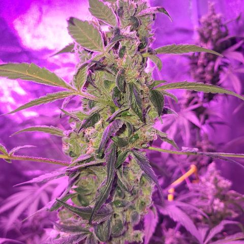 Chocolope  growlog timeline photo