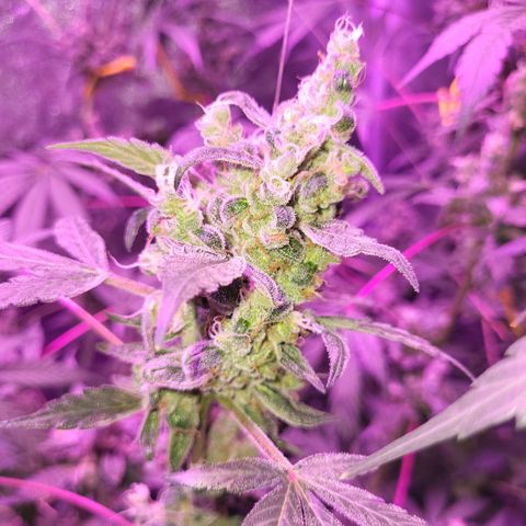 Chocolope  growlog timeline photo