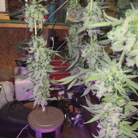 Chocolope  growlog timeline photo