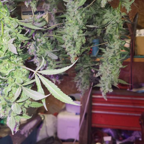 Chocolope  growlog timeline photo