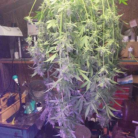 Chocolope  growlog timeline photo