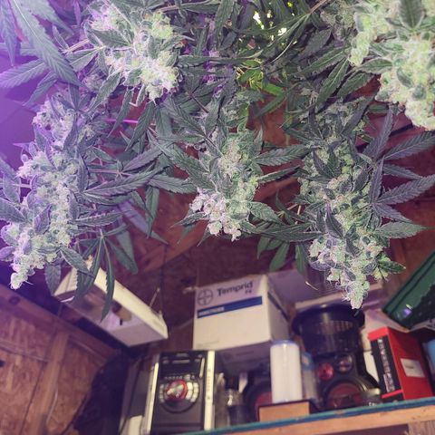 Chocolope  growlog timeline photo