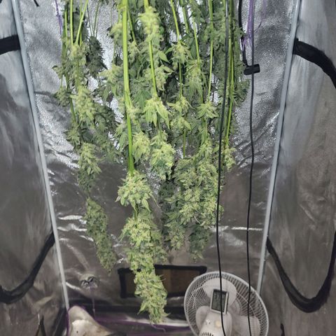 Chocolope  growlog timeline photo