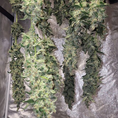 Chocolope  growlog timeline photo