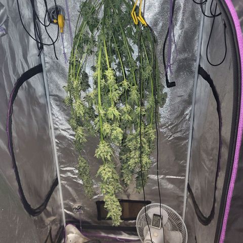 Chocolope  growlog timeline photo