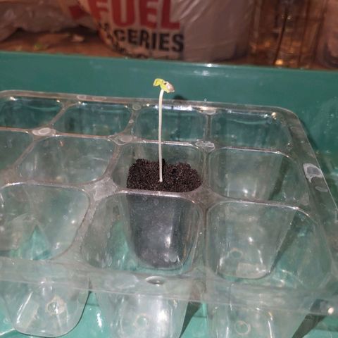 BIG BUD growlog timeline photo