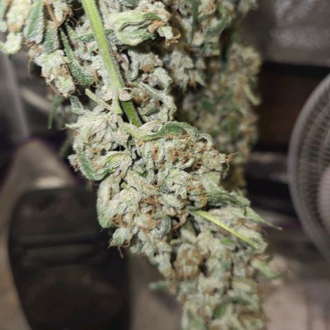 Chocolope  growlog timeline photo