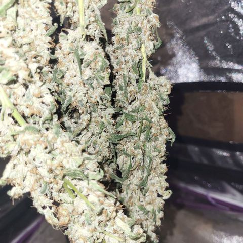 Chocolope  growlog timeline photo