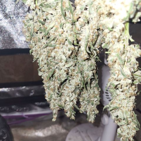 Chocolope  growlog timeline photo