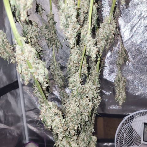 Chocolope  growlog timeline photo
