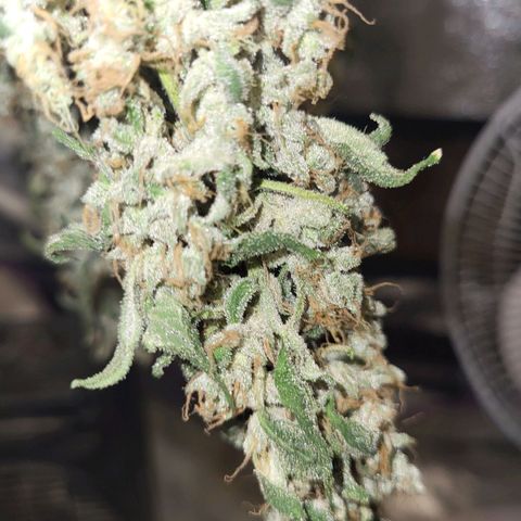 Chocolope  growlog timeline photo