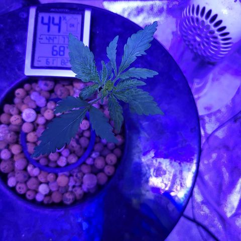 BIG BUD growlog timeline photo