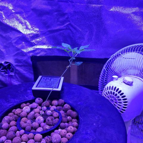 BIG BUD growlog timeline photo