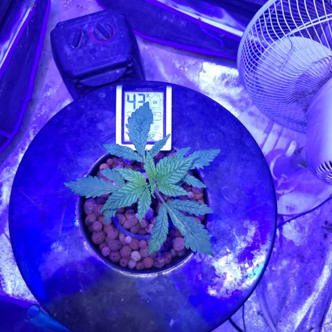 BIG BUD growlog timeline photo