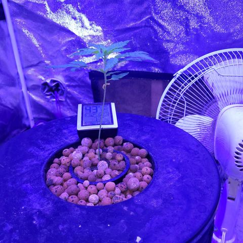 BIG BUD growlog timeline photo