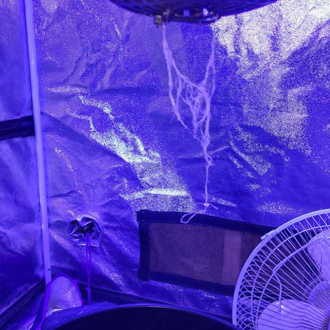 BIG BUD growlog timeline photo