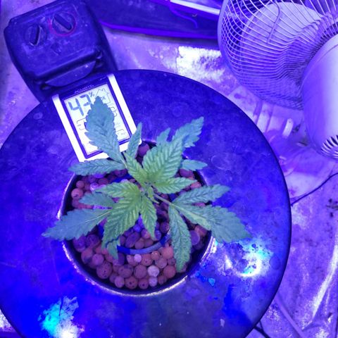 BIG BUD growlog timeline photo