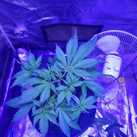 BIG BUD growlog timeline photo