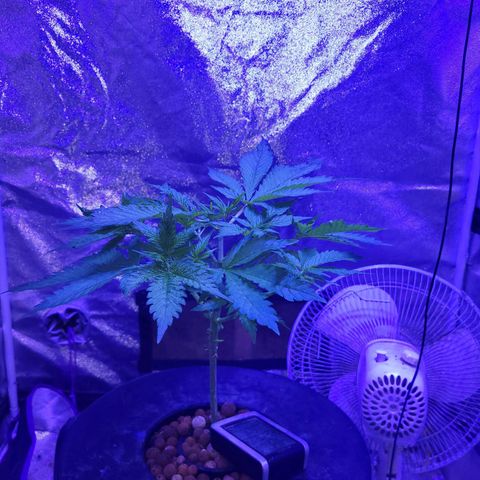 BIG BUD growlog timeline photo