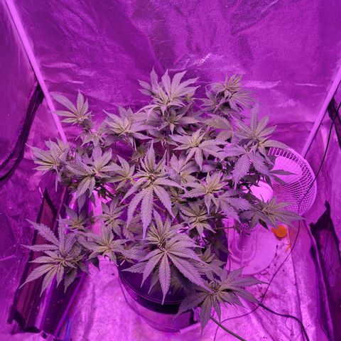BIG BUD growlog timeline photo